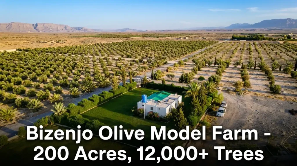 Pakistani olive oil export